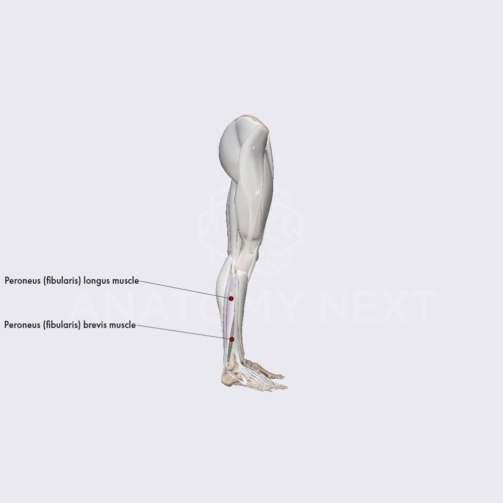 Lateral compartment of leg muscles